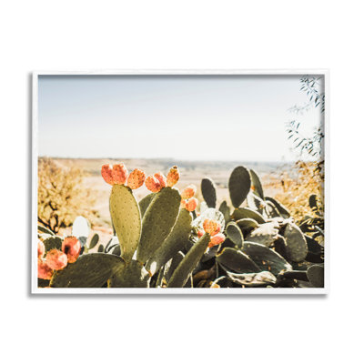 Cactus ensoleillé par Krista Broadway - photographie