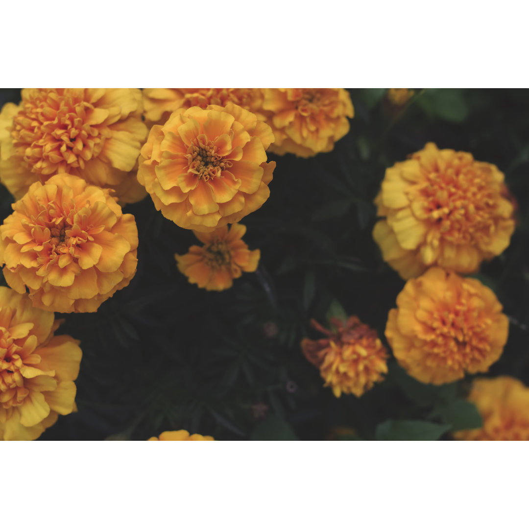 Yellow Flowers - Wrapped Canvas Print