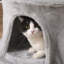 Shelburne 150cm H Cat Tree