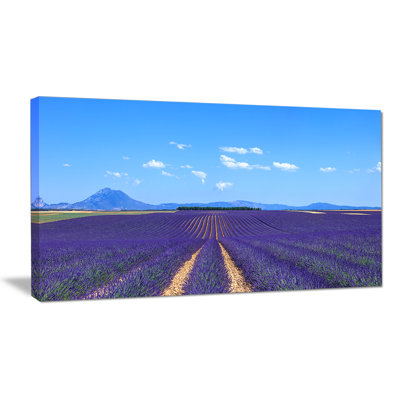 " Lavender Blooming Fields And Trees "