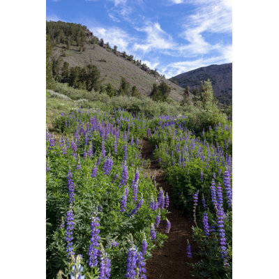 Mt. Rose Summit - Wrapped Canvas Print