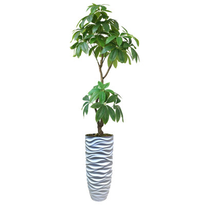 Pachira Aquat Panama en pot 94 po