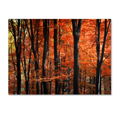 Philippe Sainte-Laudy - Photograph on Canvas