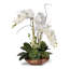 Real Touch Phalaenopsis Silk Orchid with Succulents Floral Arrangement