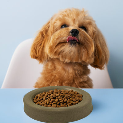  Bols pour chiens - Ensemble de 10 assiettes robustes pour aliments pour animaux en pâte moulée