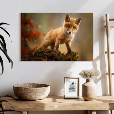 Brampt bébé forêt renard