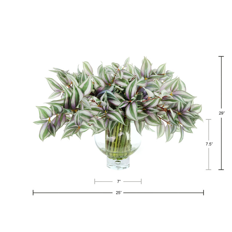 Tradescantia disposée dans un vase en verre