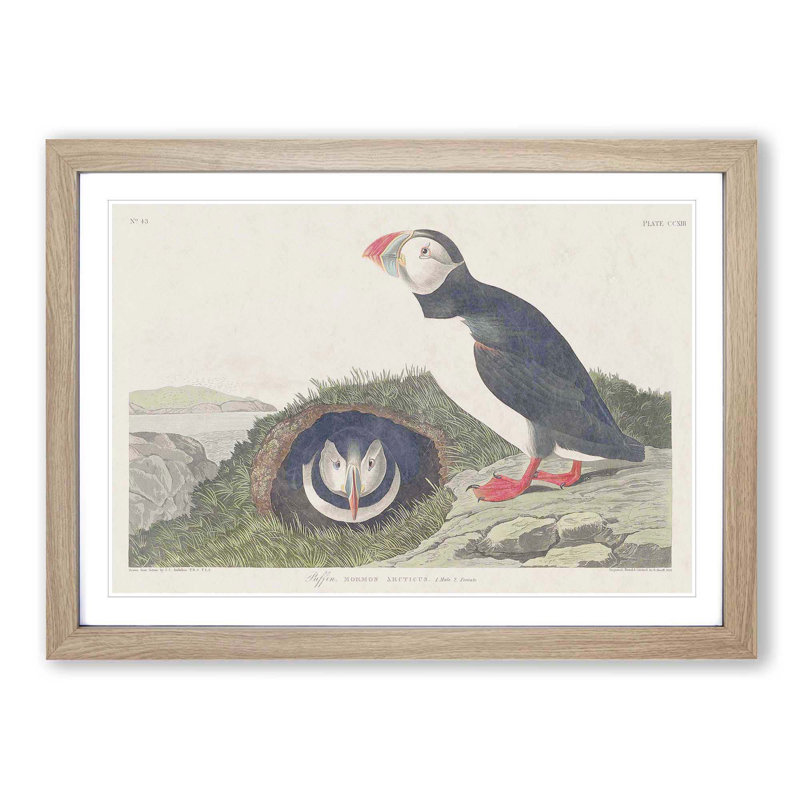 Puffin Birds by John Audubon - Picture Frame Painting Print, Oak Framed, 36cm H x 48cm W x 2cm D