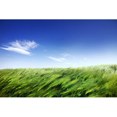 Cornfield and Windy Weather by Tomml