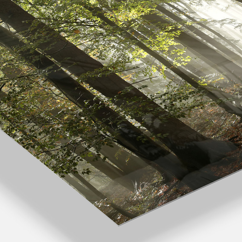 «Green Fall Forest with Sun Rays - Forest», reproduction de photo, Impression encadrée, H 34 po x l 44 po, Métal métal