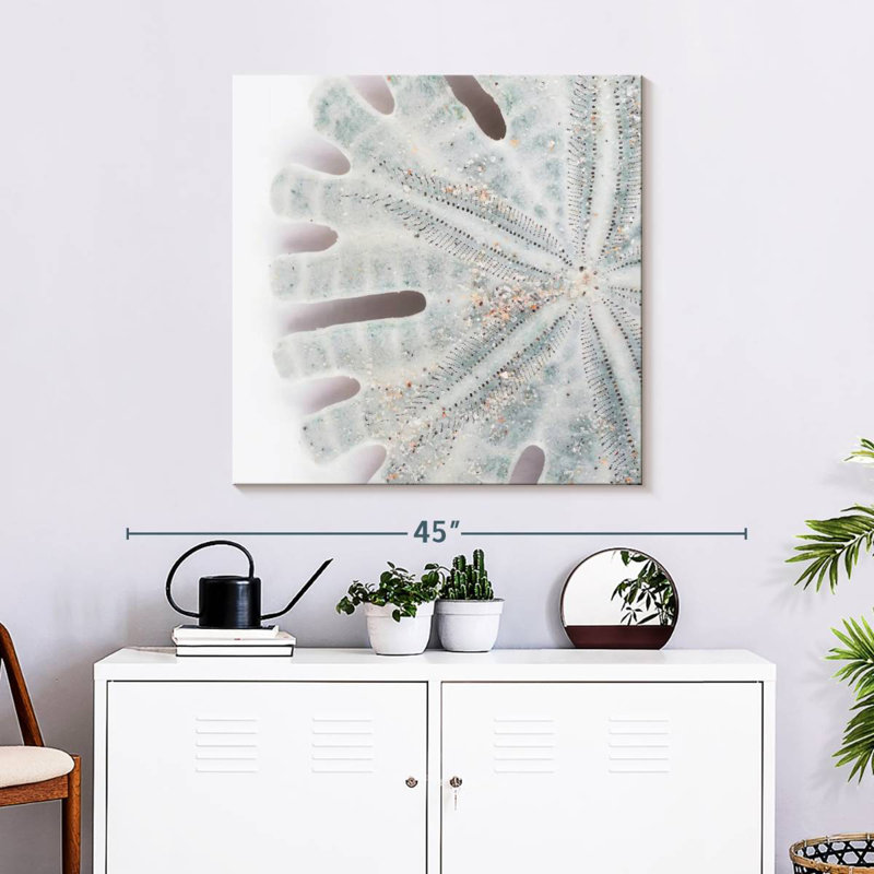 Brampt Florida Sand Dollar IV