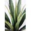 Agave d'intérieur / extérieur Panama en pot-1520185333-1520185332