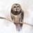 Barred owl - 32"x32" art on canvas