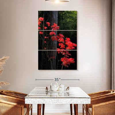 Harnek Japanese Maple Autumn