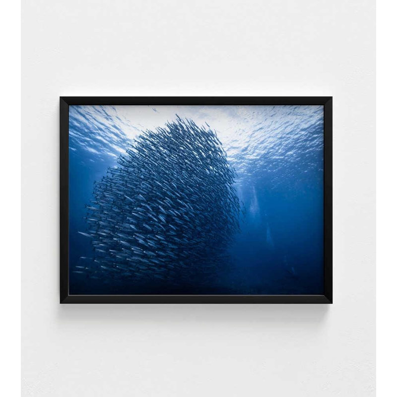 «Massive Fish School», art de l'océan, H 42 po x l 56 po, Impression encadrée sans passe-partout, Noir