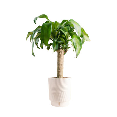 Dracaena Plant in Basket