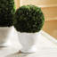 Alby Boxwood Ball Topiary In Pot-119009134