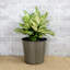 Ensemble de 2 pots de fleurs décoratifs en osier pour l'intérieur et l'extérieur - Rond - Gris