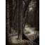 Dark Winding Path Print by Scott Norris-1243711030