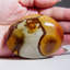 Genuine Polished Petrified Wood Palm Stone (Large)