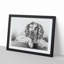 Springer Spaniel Dog by Jean Bernard - Picture Frame Drawing Print-55619714-55619716
