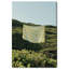 Floating Cotton II Canvas Bath & Laundry Print by Oliver Gal, Black Frame, 10 x 15-1632188869-1858074896