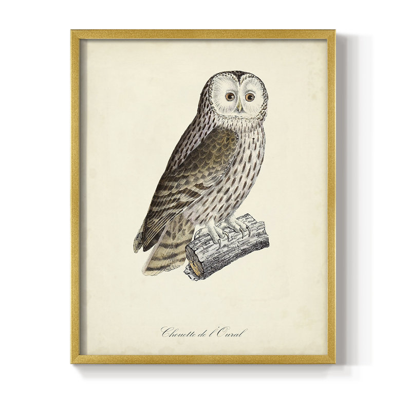 French Owls V Framed Print - Solid Wood, 14" H x 11" W