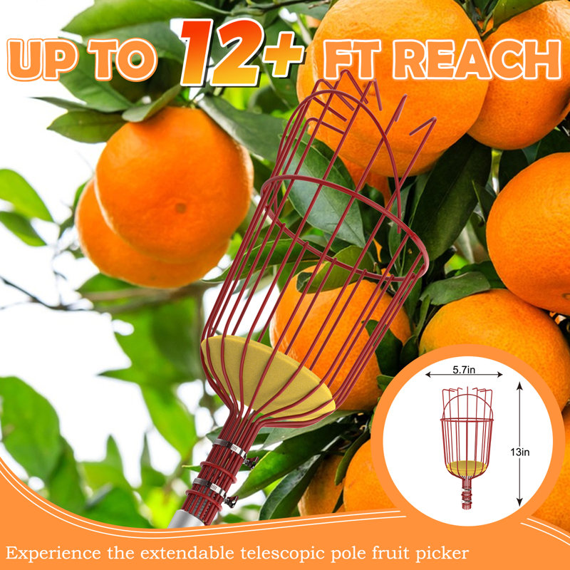 Cueilleur de fruits SISIUPASSIE 20FT