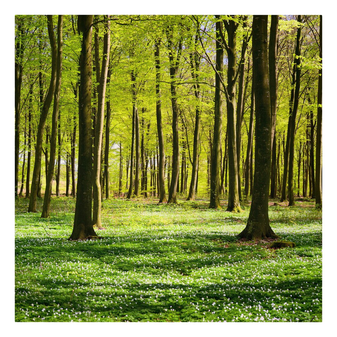 Leinwandbild Forest Meadow