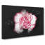 Pink Carnation Flower - Wrapped Canvas-56645337
