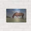 «Assataegue Horse» par Lori Deiter-745664527