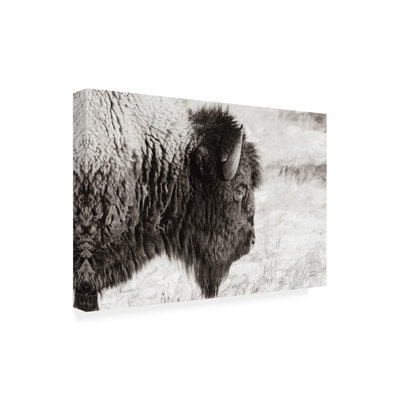 Profil de bison sur fond blanc