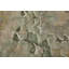 Tapis vert floral et botanique Jaxson-133040385