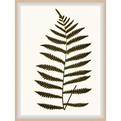 Elevated Undergrowth 5 Framed Art