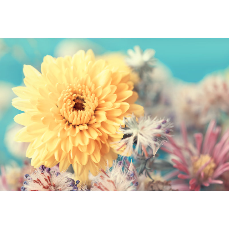 Yellow Aster Close Up by Alexraths - Wrapped Canvas Print, 81cm H x 122cm W x 3.8cm D