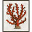 Red Coral III Framed