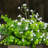 10 " H Faux Topiary