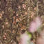 Bambi Fabric-576594365