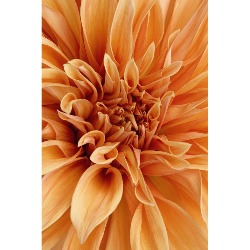 Graphic Dahlia I - Wrapped Canvas Print, 46cm H x 30cm W x 3.8cm D