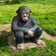 Monkey Weather Resistant Fiberglass Garden Statue