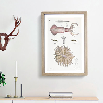Types of Squid PL. 8 by J.E. De Kay - Framed Print