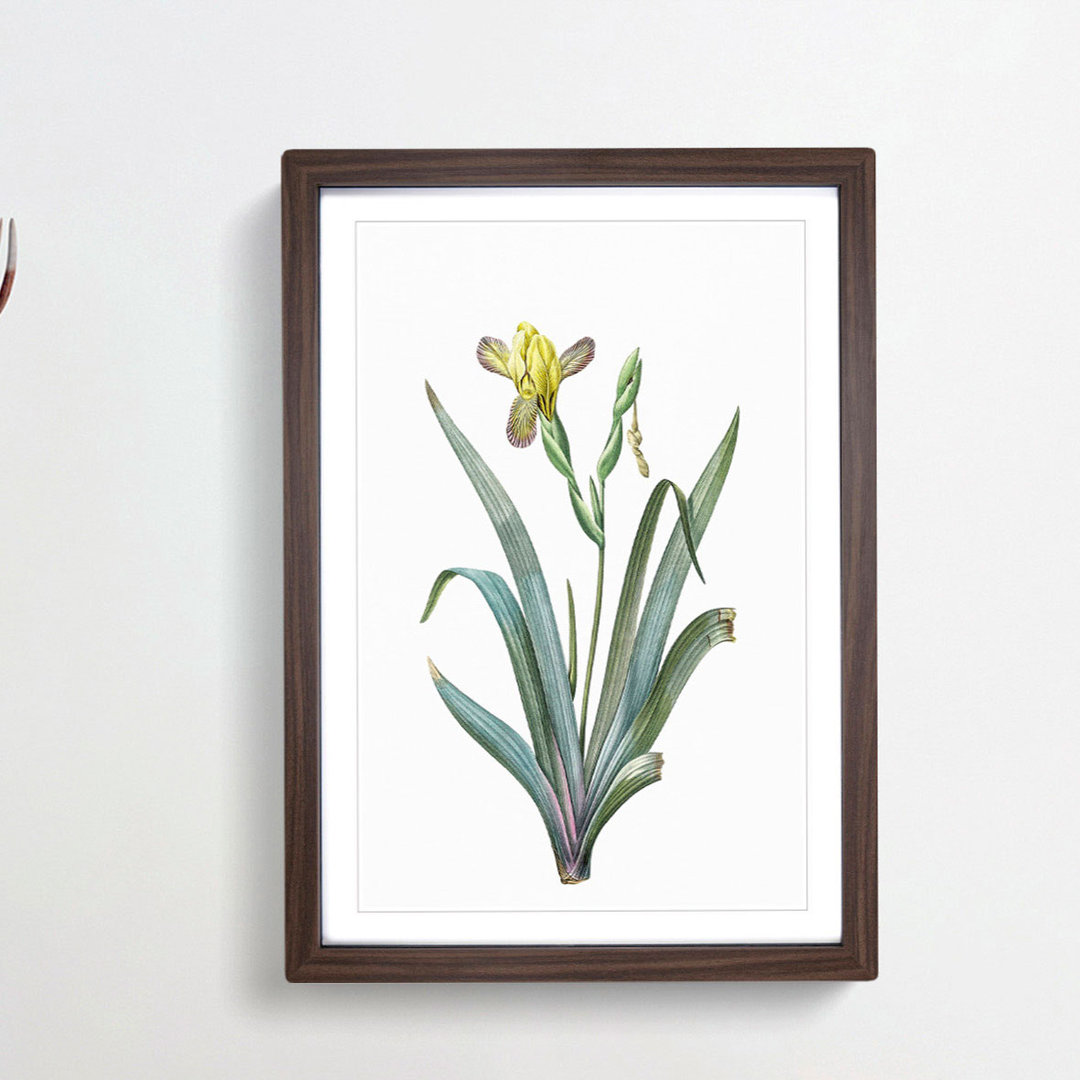 Hungarian Iris Flowers by Pierre-Joseph Redoute - Framed Print
