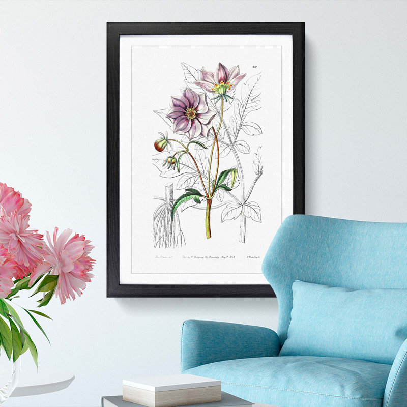 Purple Dahlia Flowers - Framed Print, 36cm H x 27cm W x 2cm D, Black Framed