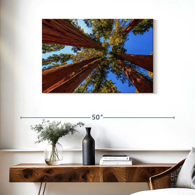 Harnek Towering Sequoia Park Trees
