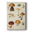 Peinture sur toile Mushroom Species II-979201930