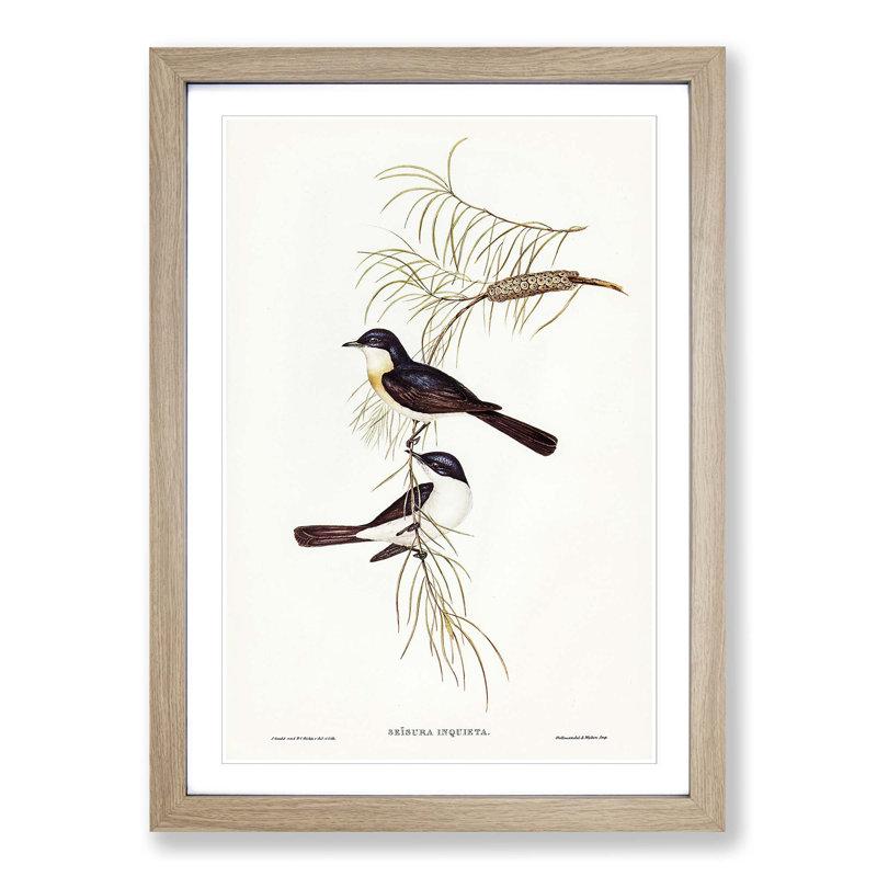 Restless Flycatcher Birds by Elizabeth Gould - Picture Frame Painting Print, Oak Framed, 65cm H x 48cm W x 2cm D