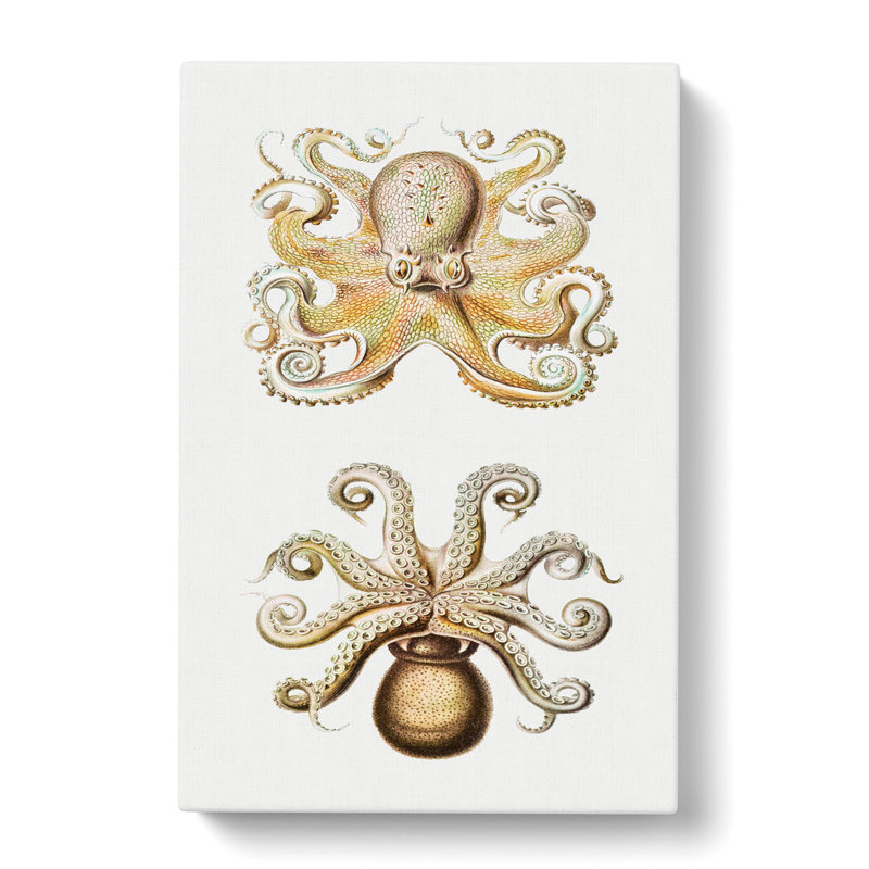 Vintage Octopus by Ernst Haeckel - Wrapped Canvas Painting, 60cm H x 40cm W x 3cm D