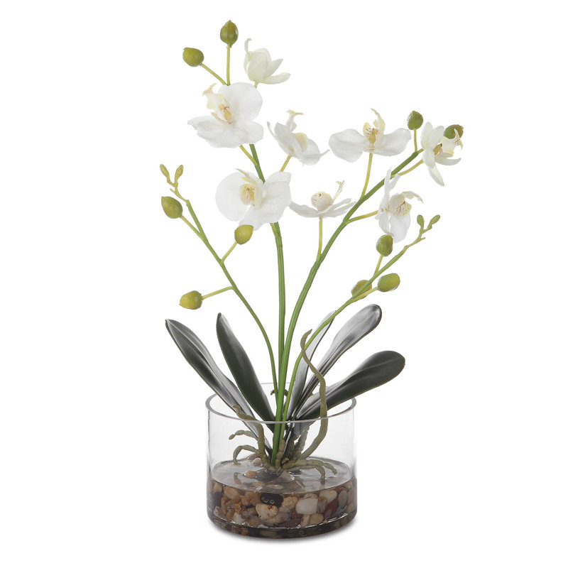  Glory Orchid
