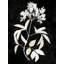 Art Astoria Grand Carson, Danielle, toile tendue avec châssis: blanc nature sur fond noir V-1830975559