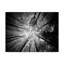 « tree tops », reproduction de photo sur toile tendue-29764405